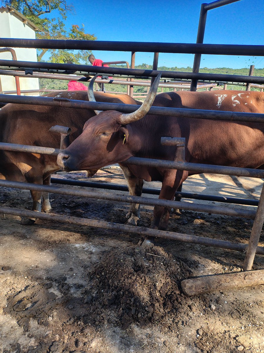 Rural Zimbabwe 
We never stop learning. 
Checking Cattle Pen Feeding at Binder. 
Commercial Beef Farming needs constant learning 

Don't Leave Land IDLE