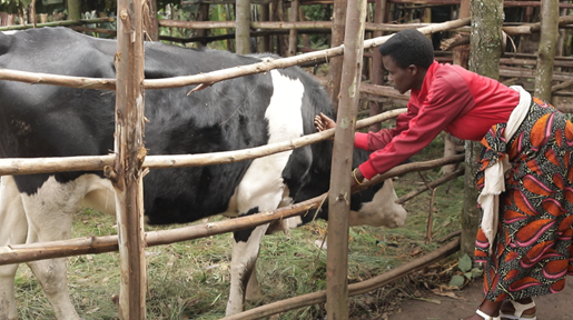 FAO au Burundi (@faoburundi) on Twitter photo Dernière étape ce jeudi à <a href="/MuramvyaProv/">Province Muramvya</a> de la visite de 3 jrs des réalisations du projet IAP-FS. Le <a href="/BMineagrie/">BURUNDI/MINEAGRIE</a>, le gouverneur et #FAOBurundi <a href="/PissangT/">Pissang Tchangai Dadémanao</a> saluent la collaboration des parties prenantes qui a abouti au relèvement notoire des communautés dans la zone d’intervention. Dernière étape ce jeudi à <a href="/MuramvyaProv/">Province Muramvya</a> de la visite de 3 jrs des réalisations du projet IAP-FS. Le <a href="/BMineagrie/">BURUNDI/MINEAGRIE</a>, le gouverneur et #FAOBurundi <a href="/PissangT/">Pissang Tchangai Dadémanao</a> saluent la collaboration des parties prenantes qui a abouti au relèvement notoire des communautés dans la zone d’intervention.
