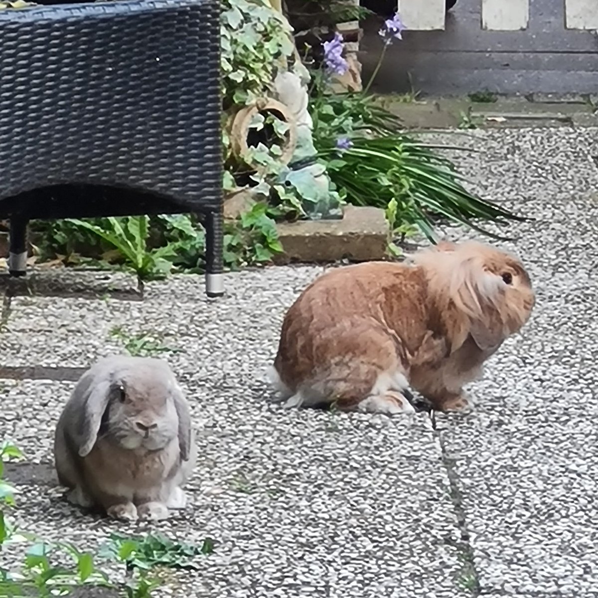 coldplayplay11's tweet photo. Jut en jul weer eens ontsnapt. Waarom  altijd als wij op vakantie zijn, zodat de buren door bosjes moeten kruipen met een appel om 7.30 uur. https://t.co/K1LfOqVHi5