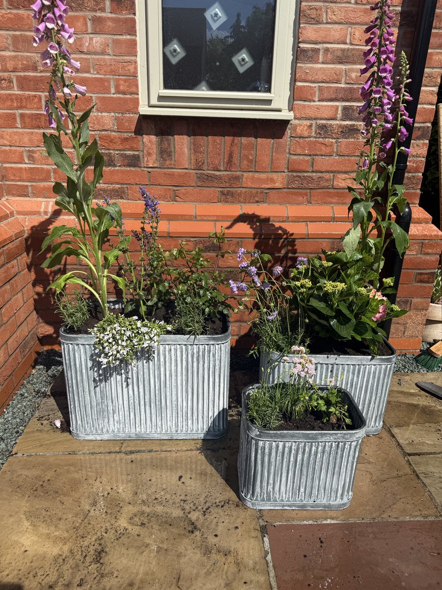 I saw these amazing #foxgloves their a #biannual meaning they only flower every other year, but fab you have to handle with care if you have high blood pressure  but great if you have low blood pressure, due to it containing digitalis.
