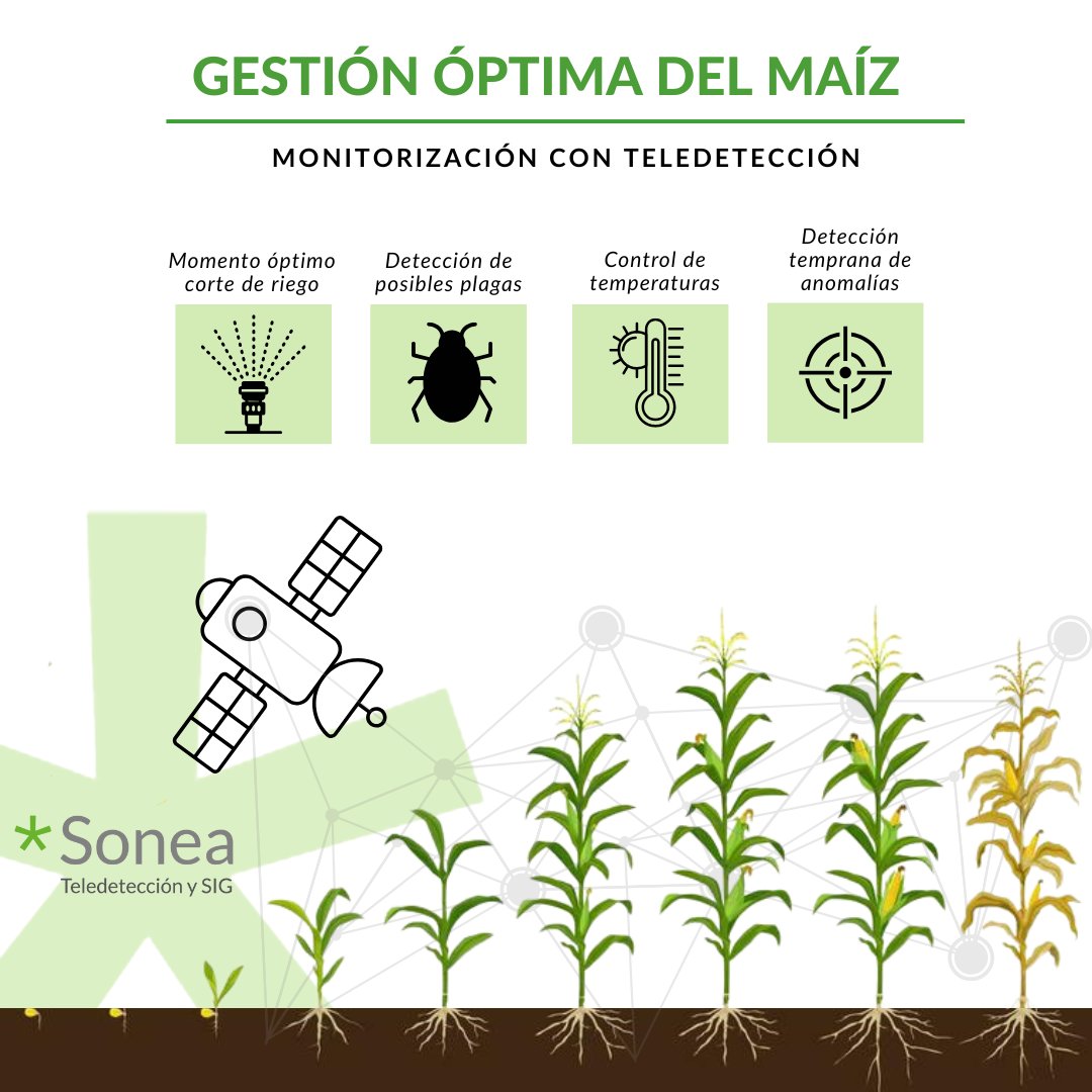 SONEA (@soneaima) on Twitter photo 🌽 Ha llegado el momento de empezar a monitorizar el maíz con teledetección: decisiones precisas, a tiempo.
📞 Para más información, no dudes en contactar con nosotras!!
📲 +34 686 11 81 24 // ✉️ info@soneaingenieria.com 🌽 Ha llegado el momento de empezar a monitorizar el maíz con teledetección: decisiones precisas, a tiempo.
📞 Para más información, no dudes en contactar con nosotras!!
📲 +34 686 11 81 24 // ✉️ info@soneaingenieria.com