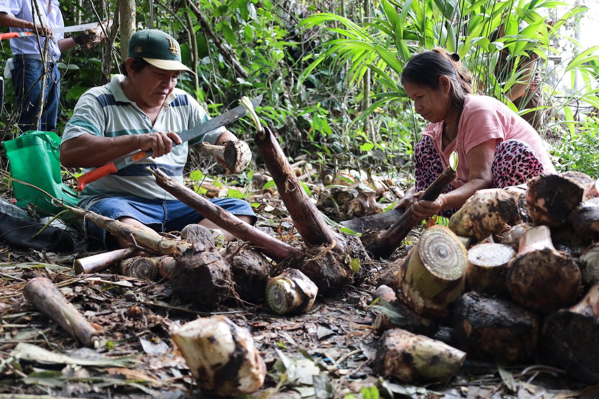 repam_amazonia's tweet image. Del 24 al 26 de abril de 2025 se realizó en Puerto Maldonado (Perú) el IV y último Taller de la Comunidad de Aprendizaje en Justicia #Socioambiental y Buen Vivir de la #REPAM, bajo el lema “Lo que aprendimos y lo que soñamos”.