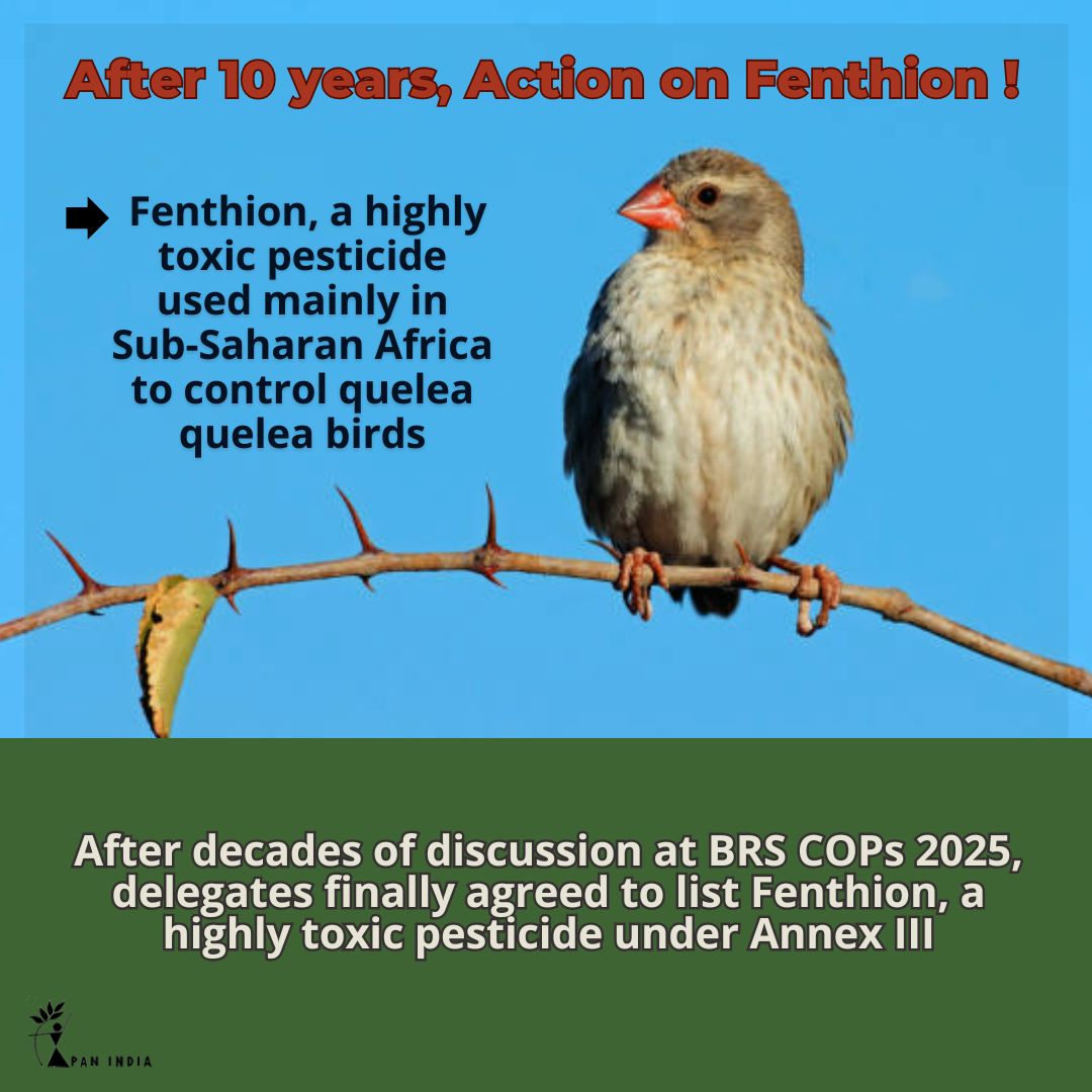 Fenthion, a toxic pesticide used mainly in Sub-Saharan Africa to control quelea quelea birds, has been on the Rotterdam Convention COP’s agenda for a decade! At BRS COPs 2025, delegates finally agreed to list fenthion as a severely hazardous pesticide formulation under Annex III