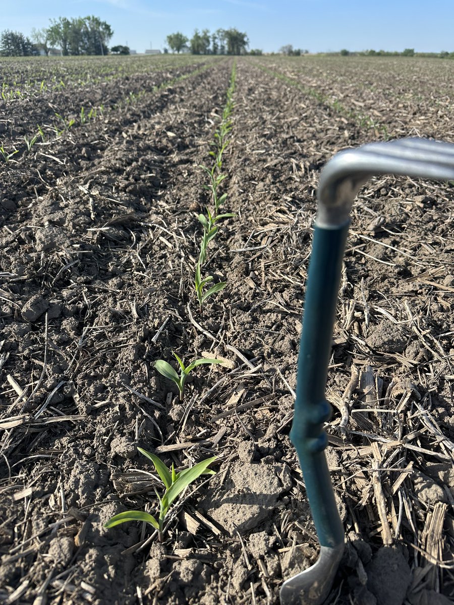 Good morning from Oskaloosa, Iowa. Plot looks great!  212 GDUs from planting. Planted at 32k, and almost every stand count is giving me 32,000.