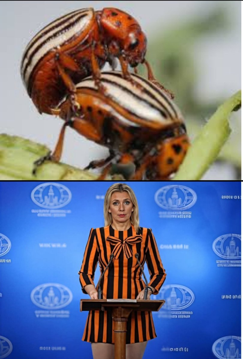 Gqgvuo-WIAA1OTY?format=jpg&name=medium