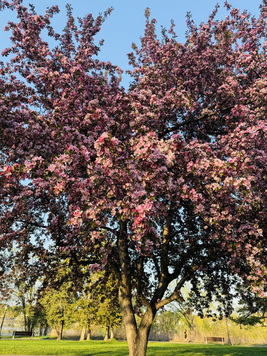 ankilansi's tweet photo. Spring is in the air and I'm loving it! 😊 🌸📸💫
#spring #spring2025 #minnesota #comoparkandzoo #comozoo #nature #flowers #sunset #MNSpring #SpringFlowers https://t.co/1Rh1QPht9K