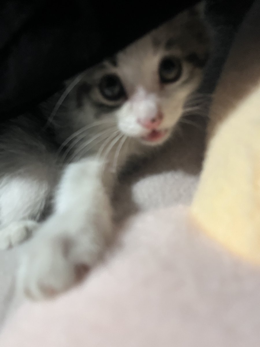 太萌了