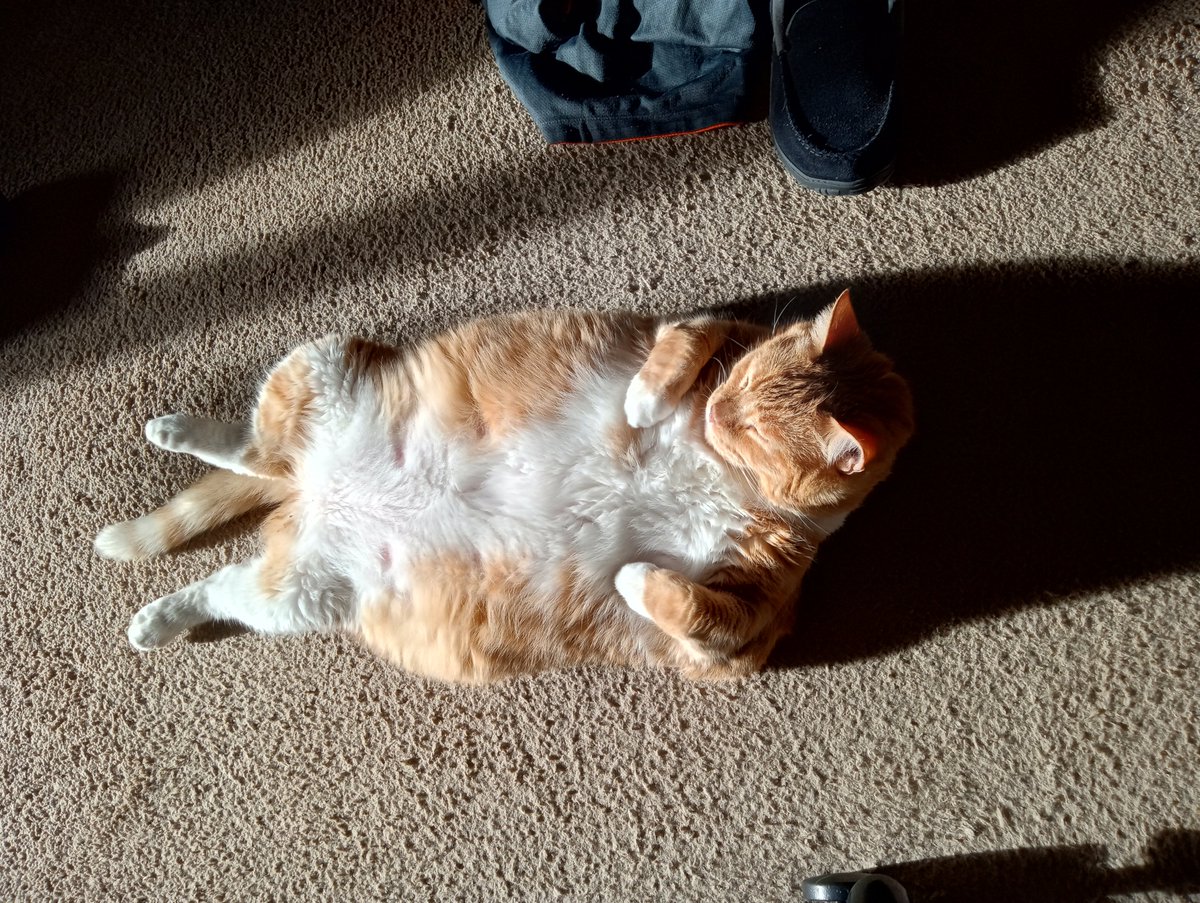 thorpe_schuyler's tweet photo. Angelo yesterday in his very own sun puddle of choice. ๐พ
#wawx
#sunlight
#CatsOfTwitter
#bellyfloof
#tabbies https://t.co/UPopK8V8iG