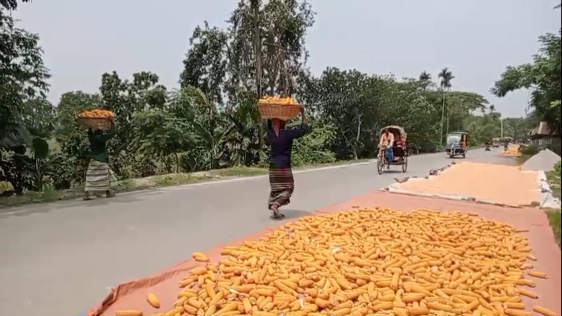 হোসেনপুরের বিভিন্ন সড়কে শুকানো হচ্ছে খড়, ভুট্টা, যানবাহন চলাচলে মৃত্যুঝুকি
