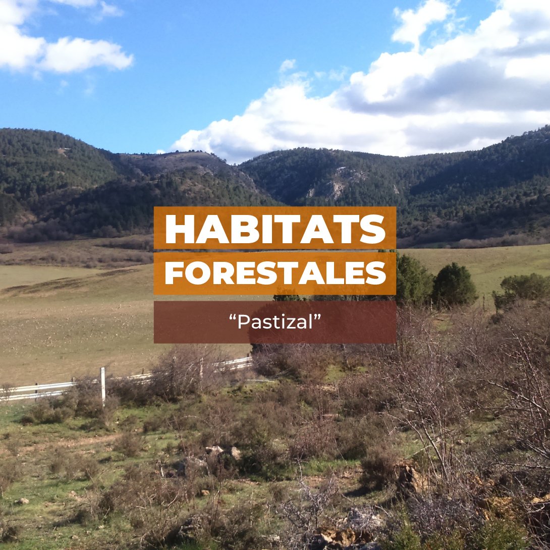 Los #pastizales, formados en zonas aclaradas del bosque potencial y con #espinares intercalados, son ecosistemas ricos en #biodiversidad 🌿

Destacan por ser hábitat del #perrechico y de otras especies de #pradera como el #champiñón, la #seta de cardo o la #senderuela 🍄