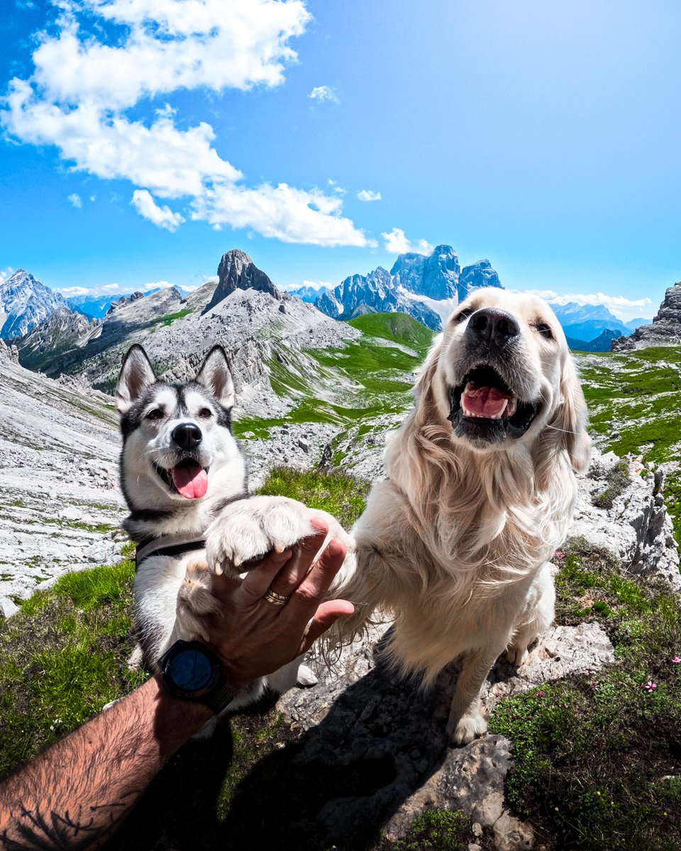 GoPro's tweet image. Photo Dump Friday: Four-legged friends for all 🐕

🐾 Teo Colombo
🌤️ Zem Guimaraes
🏄 Faith the surfer 
🪂 Théo Audebaud

#GoPro #GoProPets #DogsOfInstagram #Cute #Dogs #Dog #Puppy