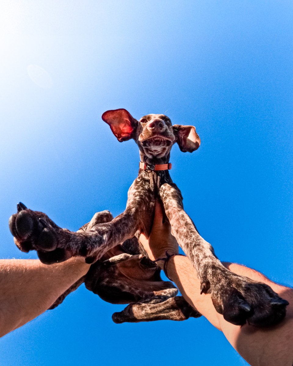 GoPro's tweet image. Photo Dump Friday: Four-legged friends for all 🐕

🐾 Teo Colombo
🌤️ Zem Guimaraes
🏄 Faith the surfer 
🪂 Théo Audebaud

#GoPro #GoProPets #DogsOfInstagram #Cute #Dogs #Dog #Puppy