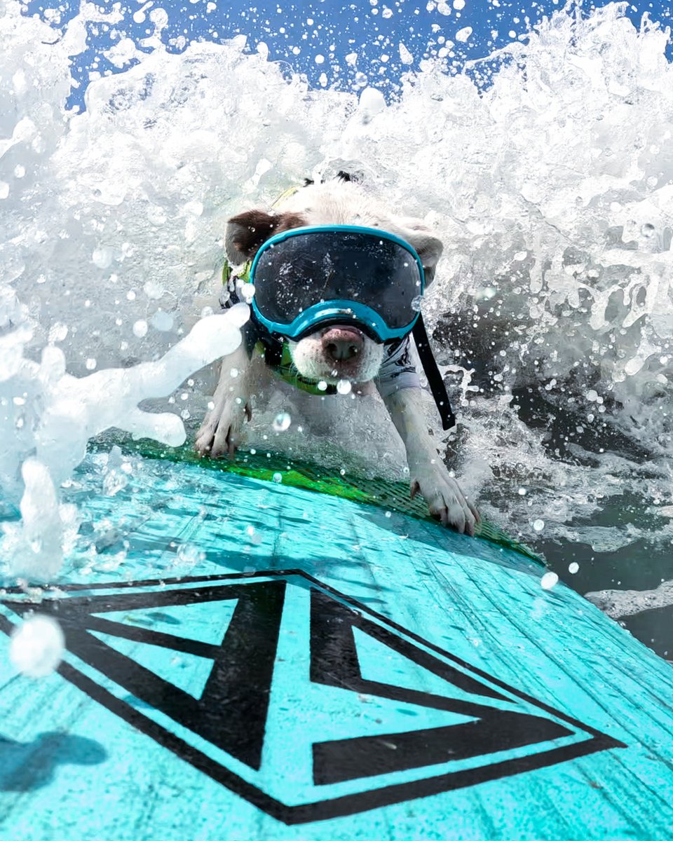 GoPro's tweet image. Photo Dump Friday: Four-legged friends for all 🐕

🐾 Teo Colombo
🌤️ Zem Guimaraes
🏄 Faith the surfer 
🪂 Théo Audebaud

#GoPro #GoProPets #DogsOfInstagram #Cute #Dogs #Dog #Puppy