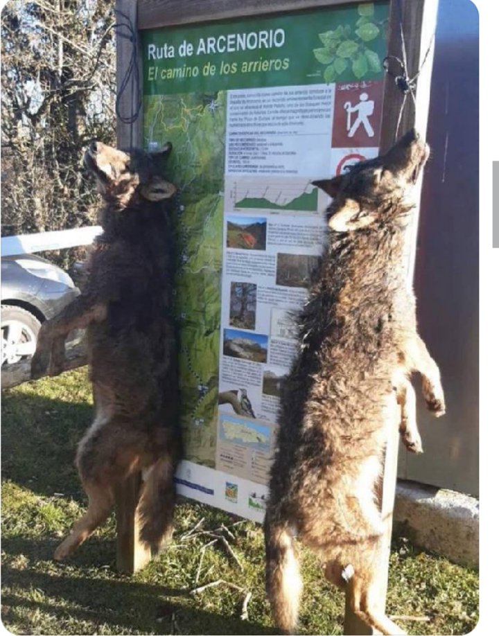 Jose Carral (@josecarral3) on Twitter photo <a href="/mitecogob/">Transición Ecológica y Reto Demográfico</a> <a href="/desdelamoncloa/">La Moncloa</a> <a href="/Moran_Fernandez/">Hugo A Morán Fdez.</a> <a href="/EspanaenUE/">España en la UE</a> .<a href="/mitecogob/">Transición Ecológica y Reto Demográfico</a> 🗣️Estos son los estándartes que dejan en el Paraíso Natural del <a href="/GobAsturias/">Principado de Asturias</a> gobernada por una federación del <a href="/PSOE/">PSOE</a> y <a href="/AdrianBarbon/">🌹 Adrián Barbón 💙💛</a> !!!! <a href="/mitecogob/">Transición Ecológica y Reto Demográfico</a> <a href="/desdelamoncloa/">La Moncloa</a> <a href="/Moran_Fernandez/">Hugo A Morán Fdez.</a> <a href="/EspanaenUE/">España en la UE</a> .<a href="/mitecogob/">Transición Ecológica y Reto Demográfico</a> 🗣️Estos son los estándartes que dejan en el Paraíso Natural del <a href="/GobAsturias/">Principado de Asturias</a> gobernada por una federación del <a href="/PSOE/">PSOE</a> y <a href="/AdrianBarbon/">🌹 Adrián Barbón 💙💛</a> !!!!