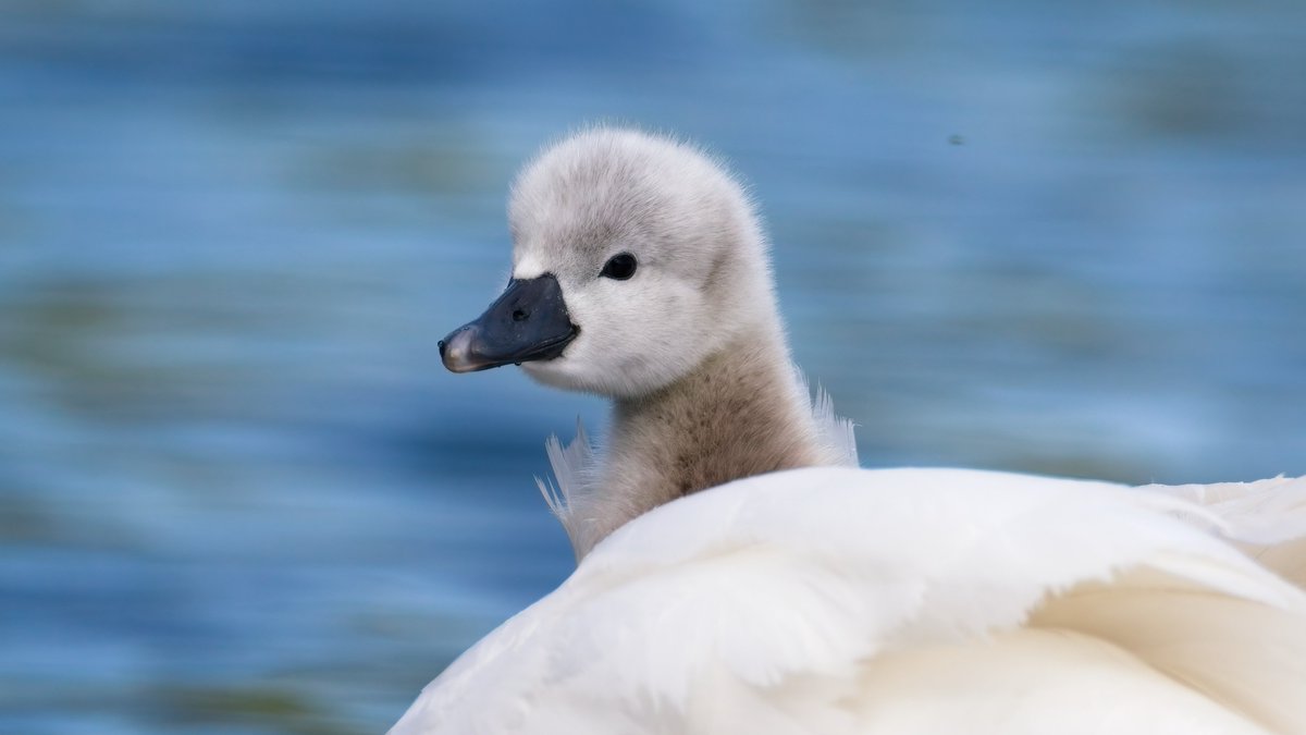 martin price (@smart0406) on Twitter photo Mute Swan cygnet riding on mum's back #birds #birdphotography taken at <a href="/WWTSlimbridge/">WWT Slimbridge</a> today Mute Swan cygnet riding on mum's back #birds #birdphotography taken at <a href="/WWTSlimbridge/">WWT Slimbridge</a> today