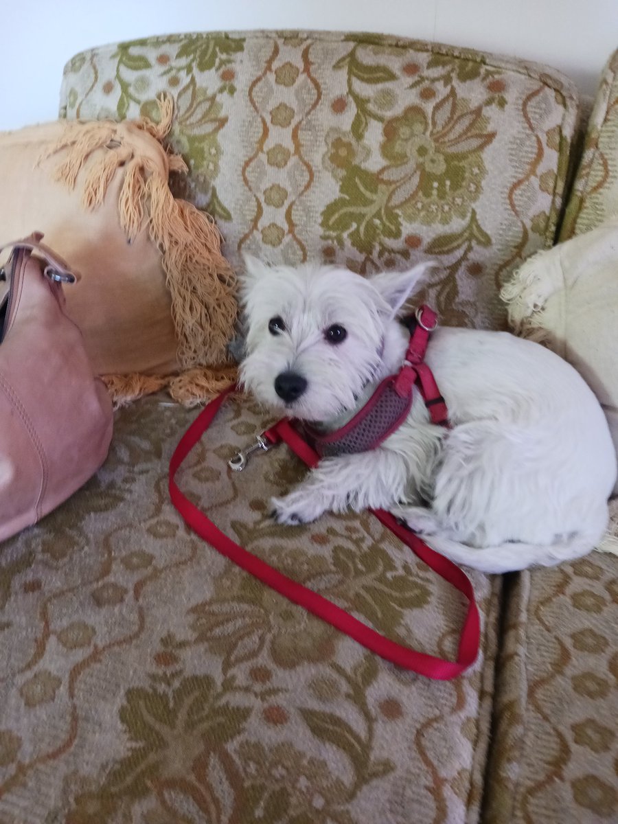 Hi wberyone dis is my wittle sisfur Piper Annie