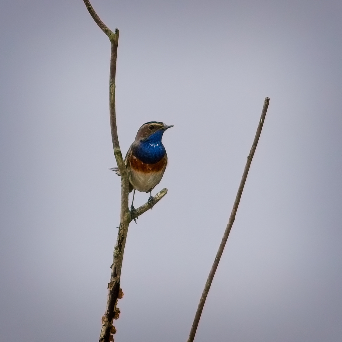 martin price (@smart0406) on Twitter photo Extreme crop of the White-spotted Bluethroat at <a href="/WWTSlimbridge/">WWT Slimbridge</a> which is still favouring the furthest stick <a href="/slimbridge_wild/">Slimbridge Sightings</a> #GlosBirds #BirdsSeenIn2025 Extreme crop of the White-spotted Bluethroat at <a href="/WWTSlimbridge/">WWT Slimbridge</a> which is still favouring the furthest stick <a href="/slimbridge_wild/">Slimbridge Sightings</a> #GlosBirds #BirdsSeenIn2025