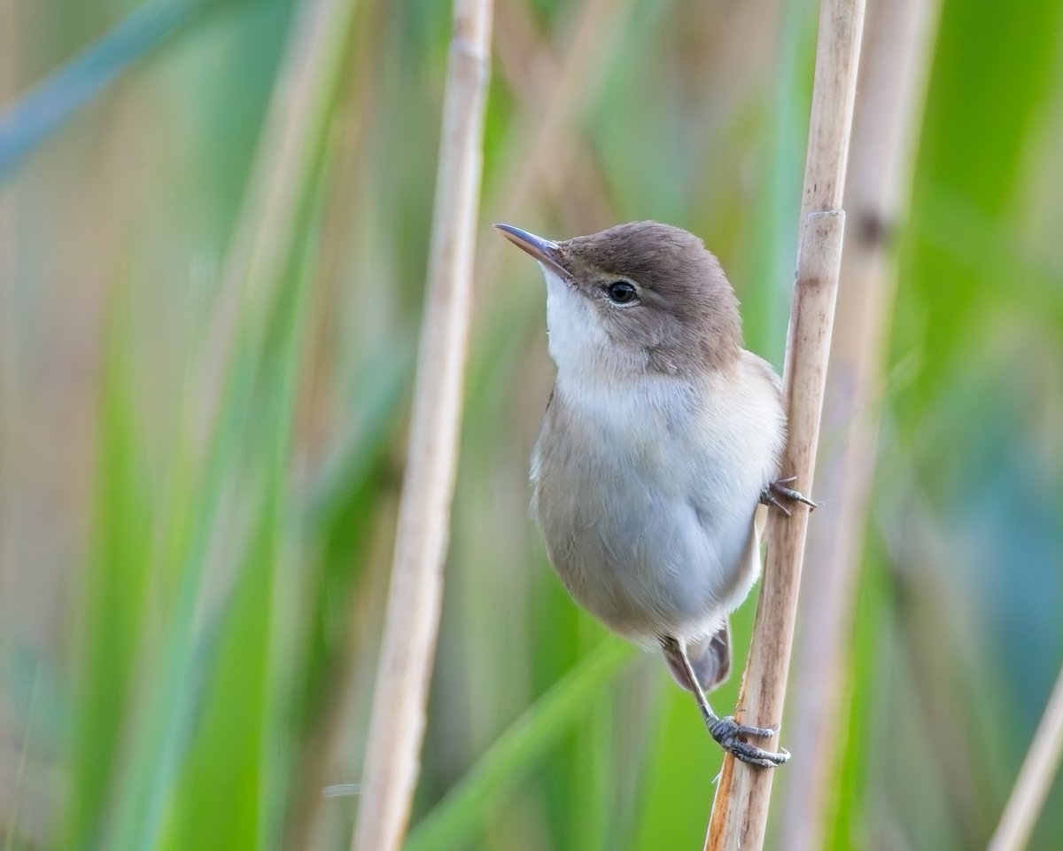 martin price (@smart0406) on Twitter photo Reed Warblers busy at the Knott Hide at <a href="/WWTSlimbridge/">WWT Slimbridge</a>  today #birds #birdphotography #GlosBirds #Birdsseenin2025 <a href="/slimbridge_wild/">Slimbridge Sightings</a> Reed Warblers busy at the Knott Hide at <a href="/WWTSlimbridge/">WWT Slimbridge</a>  today #birds #birdphotography #GlosBirds #Birdsseenin2025 <a href="/slimbridge_wild/">Slimbridge Sightings</a>