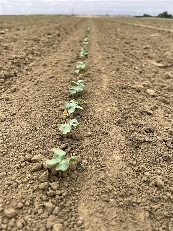 With Netafim's subsurface drip irrigation, these tomatoes receive the right amount of water and nutrients directly to the rootzone, promoting strong germination and minimizing weed growth. Ask us how precision irrigation can help your operation. #Tomatoes #Planting #NetafimUSA