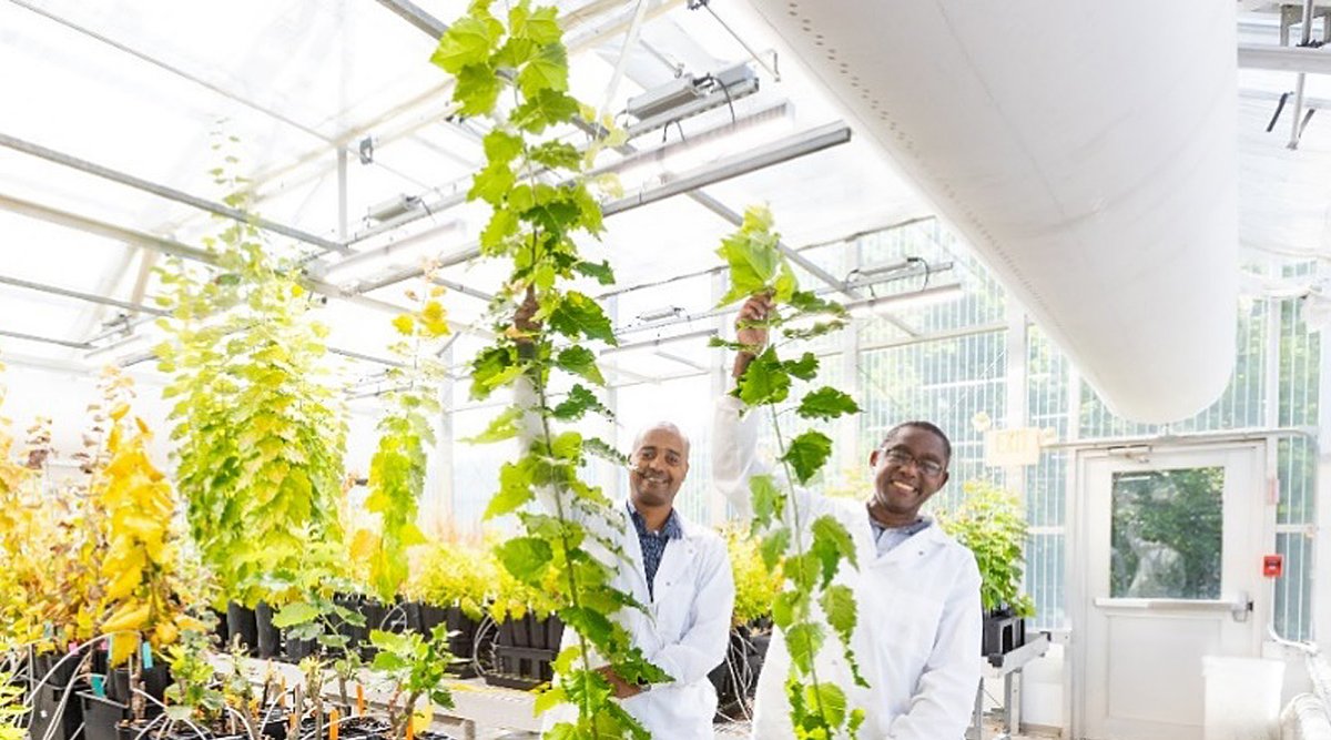 CABBI (@cabbibio) on Twitter photo Read the science behind the BOOSTER gene discovered by researchers at CABBI and the <a href="/ORNL/">Oak Ridge Lab</a> Center for Bioenergy Innovation! It enhances photosynthesis & can boost tree height by 30-200%, with the potential to improve energy crop biomass.🌿
DOE highlight➡️ energy.gov/science/ber/ar… Read the science behind the BOOSTER gene discovered by researchers at CABBI and the <a href="/ORNL/">Oak Ridge Lab</a> Center for Bioenergy Innovation! It enhances photosynthesis & can boost tree height by 30-200%, with the potential to improve energy crop biomass.🌿
DOE highlight➡️ energy.gov/science/ber/ar…