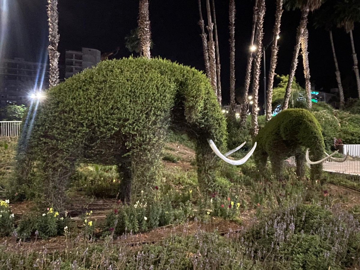 גם הפילים בטבריה