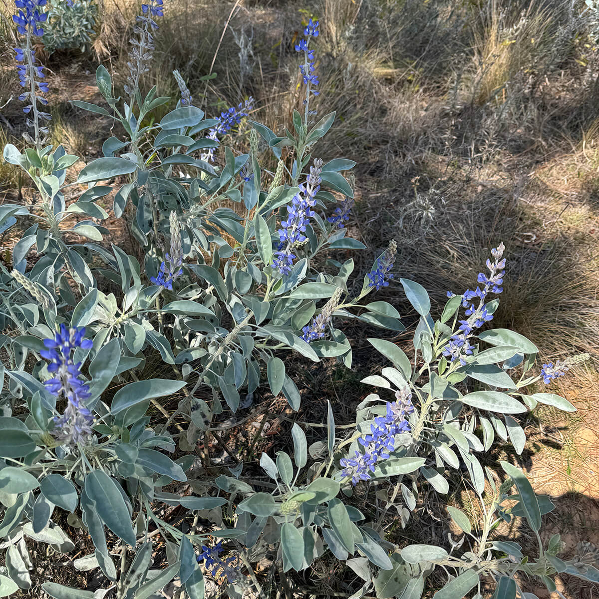 Carolyn Friedlander tweet media