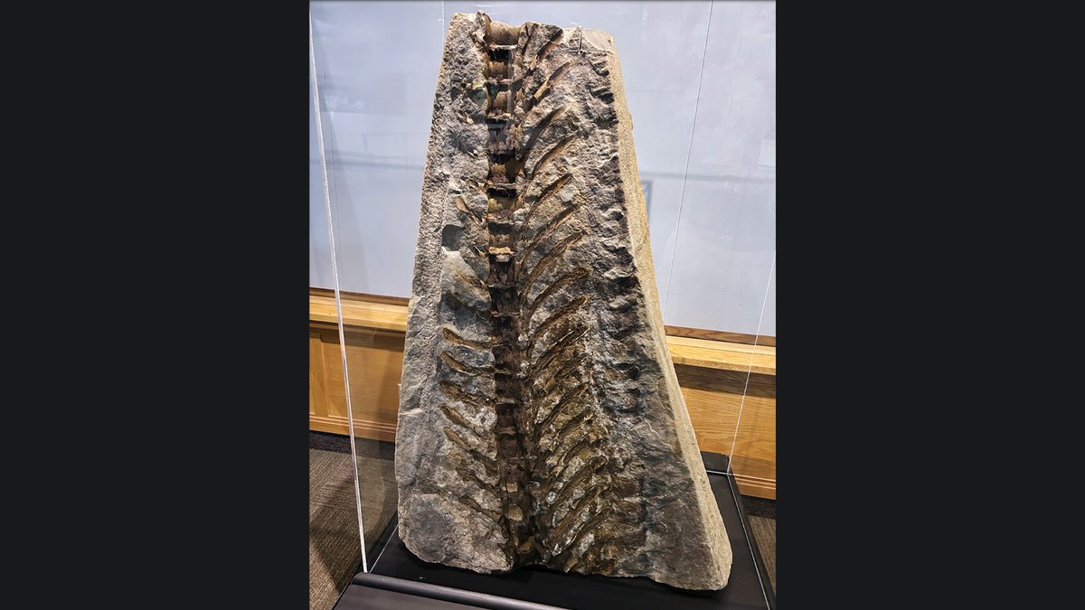 Happy #FossilFriday! This is part of the tail of an #Edmontosaurus (#MOR007) from the Upper #Cretaceous #HellCreekFormation of #Montana. Study of this fossil revealed that show duck billed #dinosaur had a segmented frill along the top of its body.