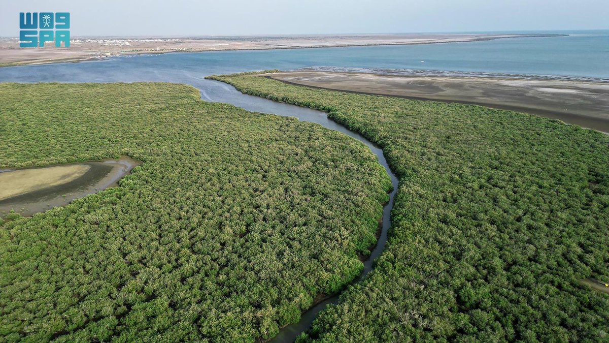 جزر، فرسان، جازان، جنوب غرب #السعودية 🇸🇦 🏝️