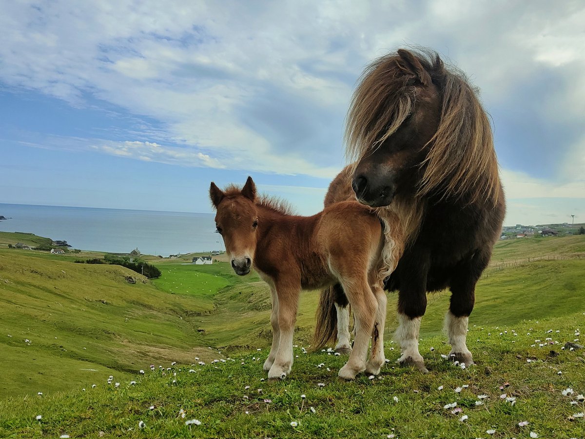 It's the cutest time of year when the next generation of Shetland ponies begin to arrive 😍 #Shetland