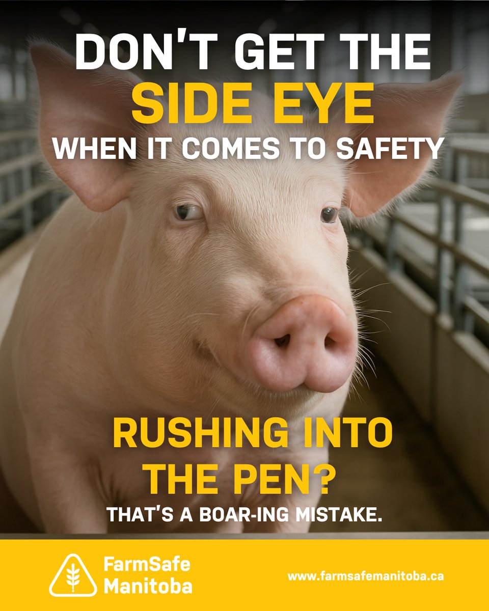 Calm, steady, and safe—that’s how you handle livestock. Rushing, cornering, or surprising animals can lead to injuries (for you and them). Even the pigs know better! 🐷