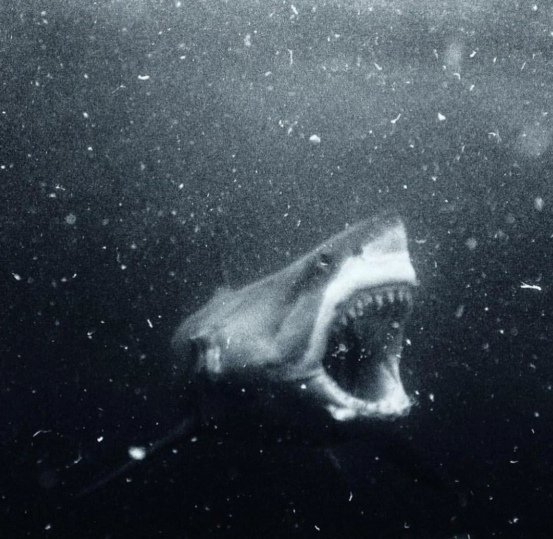 fasc1nate's tweet image. Absolutely terrifying shot of a Great White deep in the black depths.