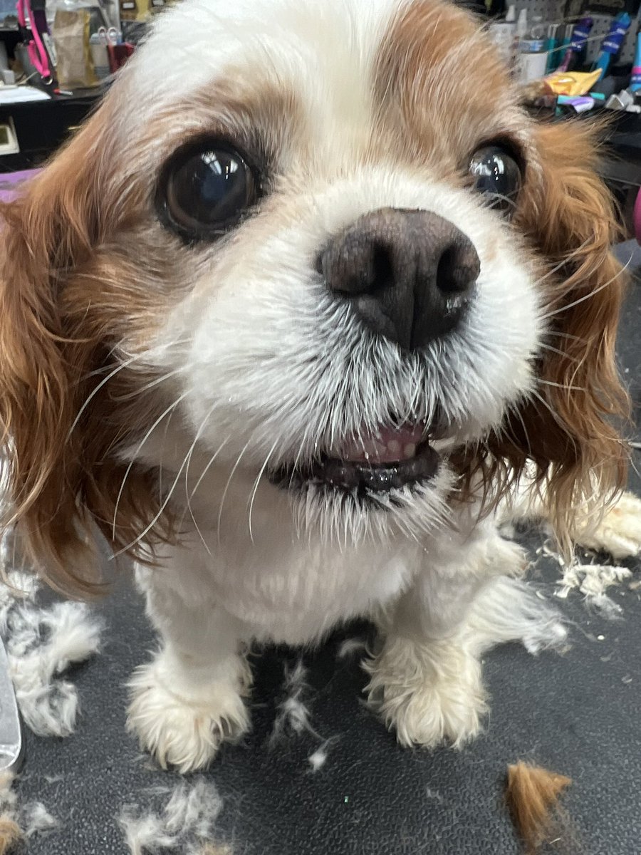 I fucking love this lil guy ugh