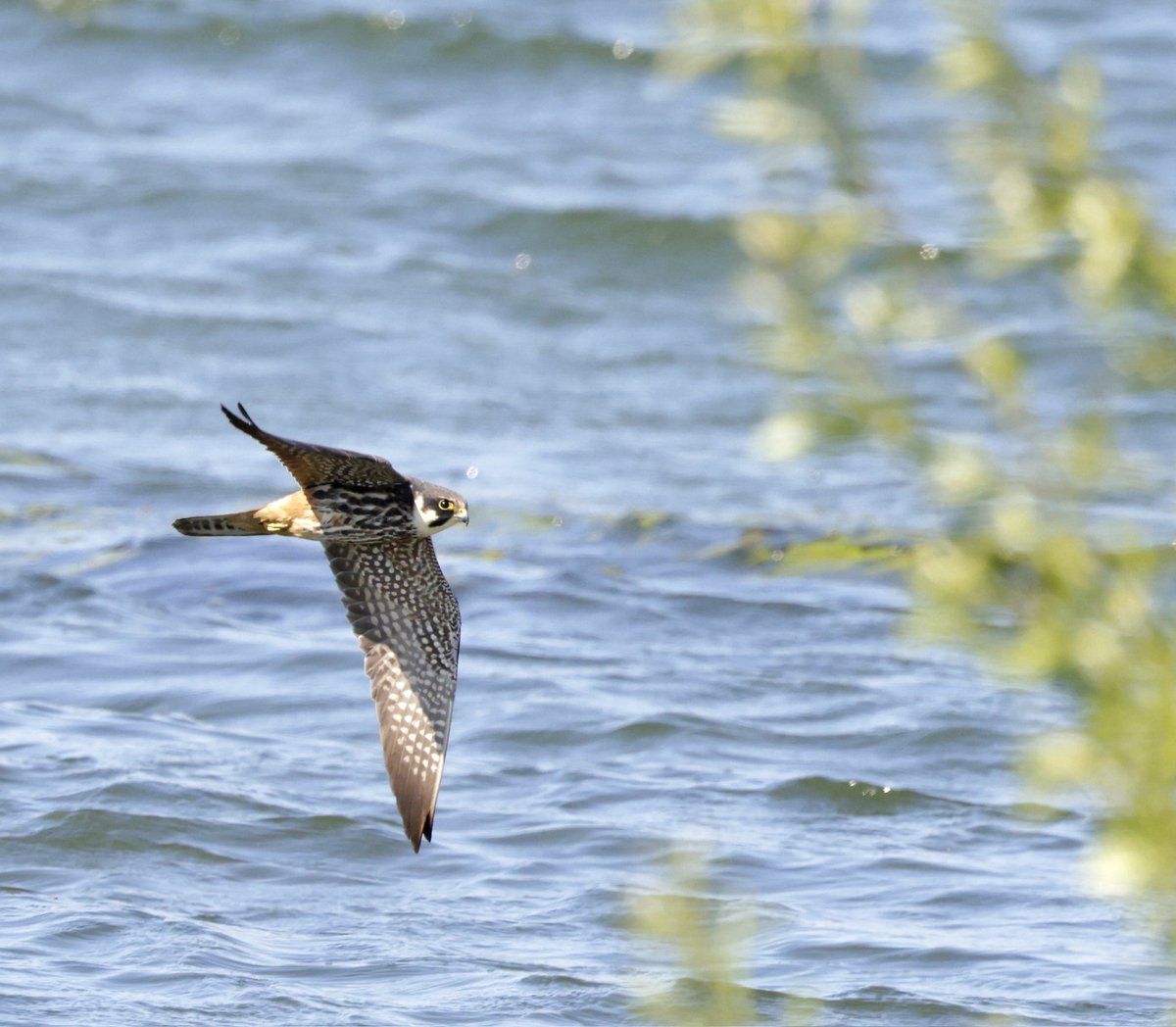 RichardJeffree3's tweet image. Abberton not forgetting these stunners
