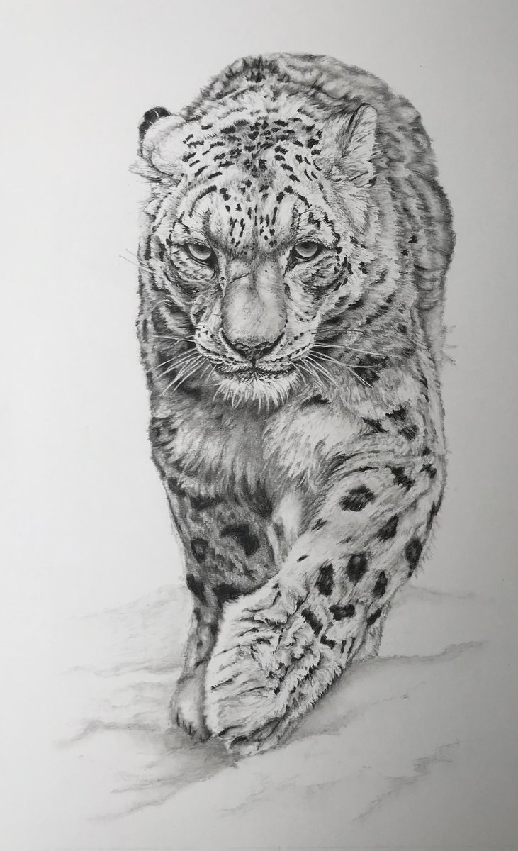 Davidjsalter's tweet image. It's Friday night, how many artists do we still have on here for an artshare.
Artists, show me something you're particularly proud of, let's generate some positivity.
Here's my score leopards, drawn with high carbon pencils.