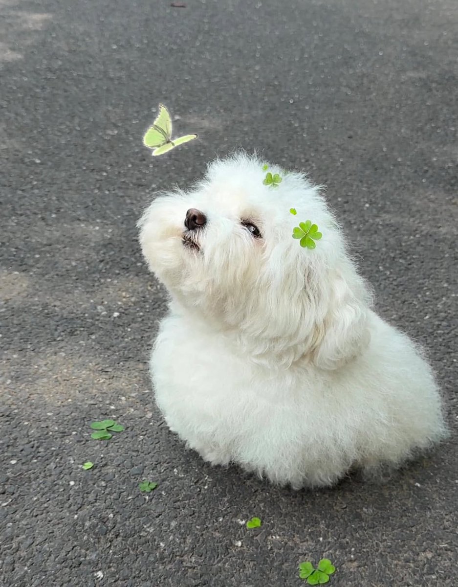 💖 (@twaniimals) on Twitter photo 