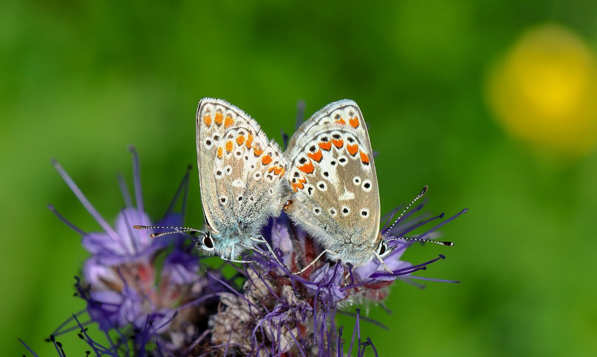 Vlindermoment in de natuur.
#Bruinblauwtje #Natuur #Roeselare