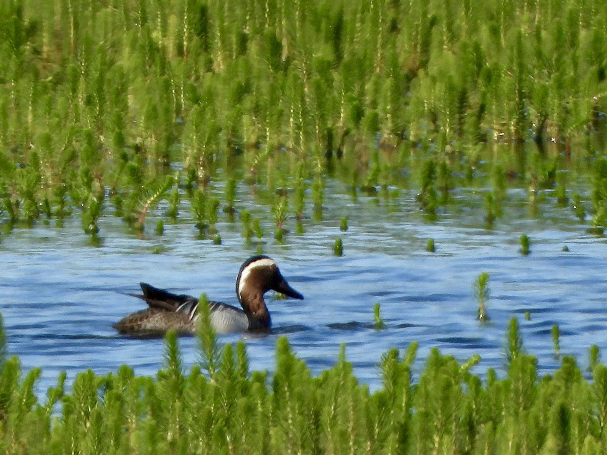 Red Footed Falcon F still present at Hickling Broad, Norfolk between 1700hrs and 1840hrs on Christopher Cadbury marsh. Best viewed from curved bank south of Stubb Mill. Gargeney on Brendan’s Marsh also. #norfolkbirds <a href="/RareBirdAlertUK/">RareBirdAlertUK</a>