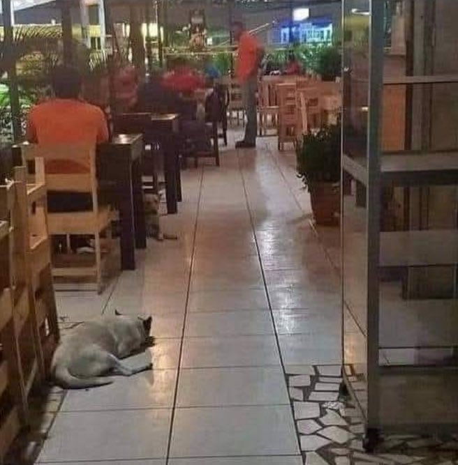 At the bar entrance, a sign says this:

We ask all our customers with all our heart not to be bothered by the number of dogs (street) in the Amazon bar. We are a suitable place for pets and love. We give water and food to these sweet angels.

Sorry if it's hard, but they're not