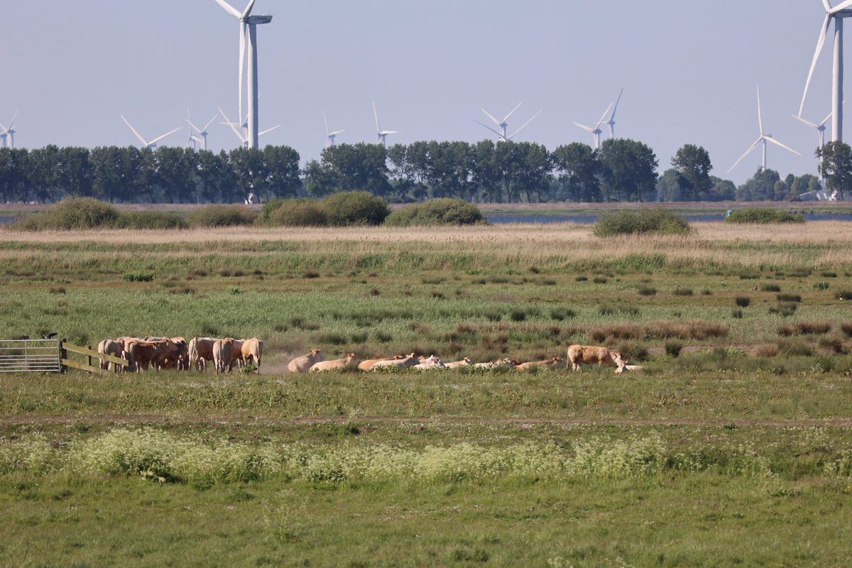 Kijk,toch eens hoe mooi, de Nederlandsche wens natuur. Gezellig wat wind turbines op de achtergrond en een natuurgebied dat als kraamkamer voor de duizenden ganzen dienst doet. Overdag lekker de 🥕🫜🌱🌾 opknabbelen 🪿🪿🪿🪿en ‘s nachts het water vol poepen.KRW, faunaschade 🤷🏻‍♀️