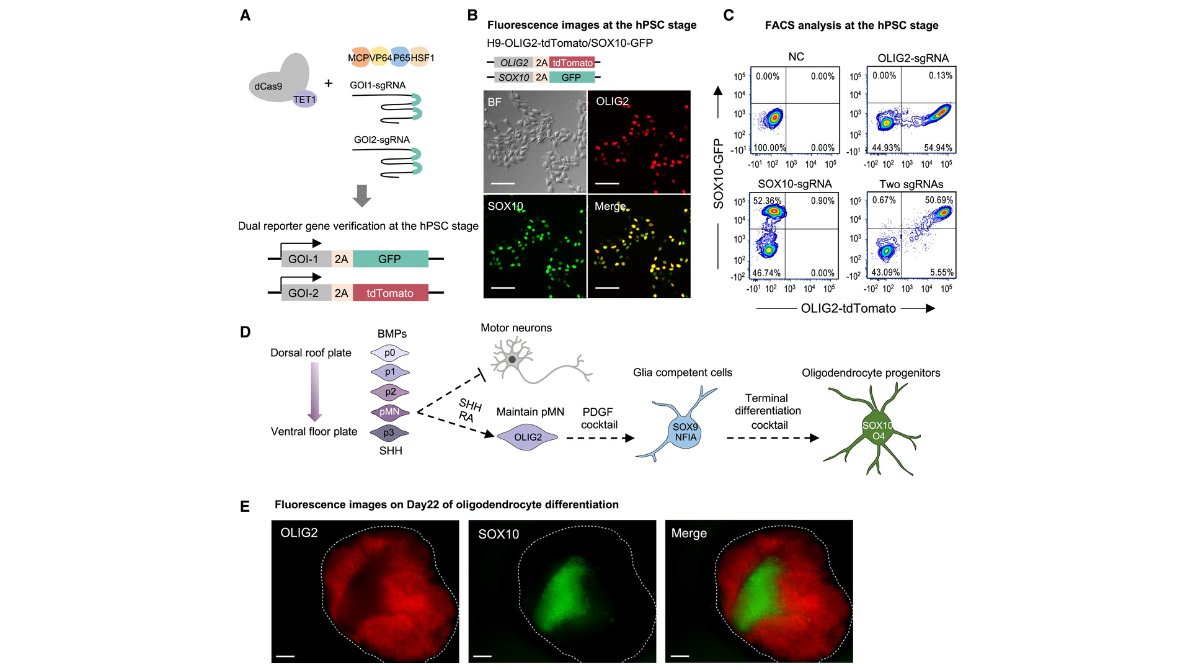 Online Now: Applying #CRISPR activation to verify single-/dual-reporter hPSC lines, dTAG #knockins &amp; silent gene #knockouts. A rapid, effective assay without the need for differentiation to induce target gene expression. 

ow.ly/pVtA50VPtow

<a href="/MSKCancerCenter/">Memorial Sloan Kettering Cancer Center</a> <a href="/ISSCR/">ISSCR</a>