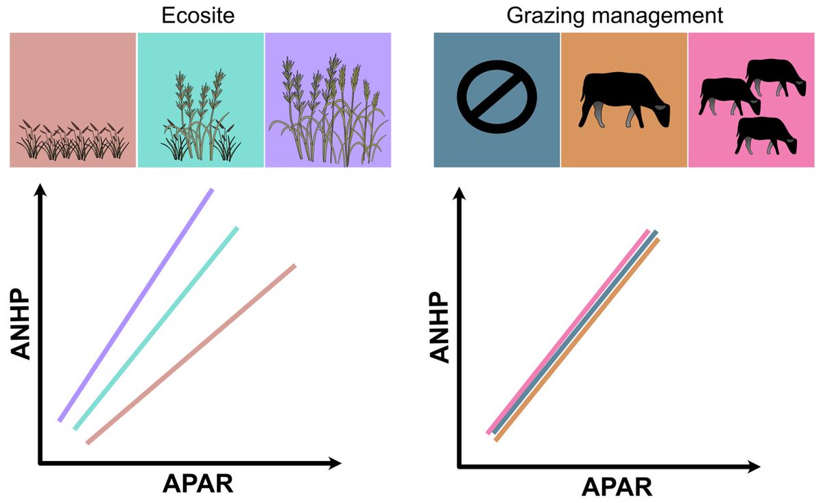RemoteSens_MDPI's tweet photo. 🌿🌿 Predictions of Aboveground #Herbaceous #Production from #Satellite-Derived APAR Are More Sensitive to #Ecosite than Grazing Management Strategy in #Shortgrass #Steppe
✍️ Erika S. Peirce et al.
🔗 https://t.co/TGIxO5pPVD https://t.co/iGBG5nQVbt