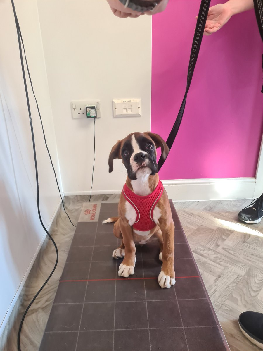 Lovely Apple the boxer puppy in for her puppy appointment 🐶 If you have a new puppy or kitten, visit our website to see how you can get a free Start of Life Royal Canin box 🎁villagevet.co.uk/services/start… #StartofLife #RoyalCanin #ProudlyVillageVet #ProudlyLinnaeus