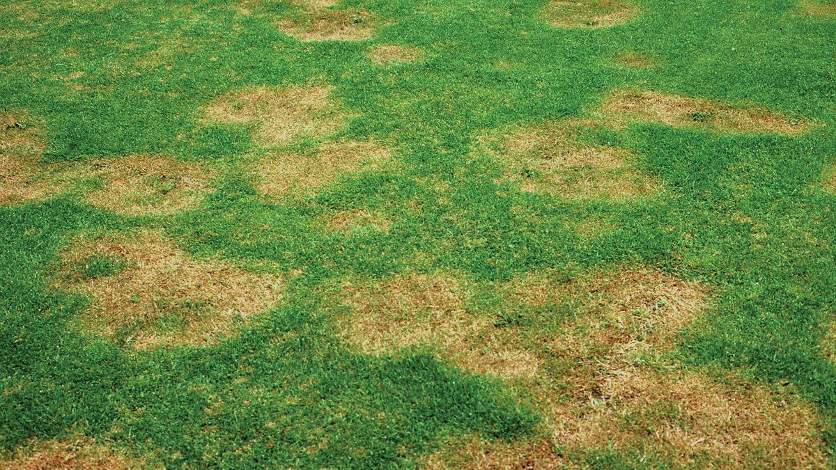 SyngentaTurf's tweet image. Get a head start on preventing turf diseases. ⛳

Lisa Beirn, Ph.D., shares helpful pointers for leveraging timed applications to prevent #SummerPatch and #TakeAllPatch.

Follow these steps for control: bit.ly/3RROF5E