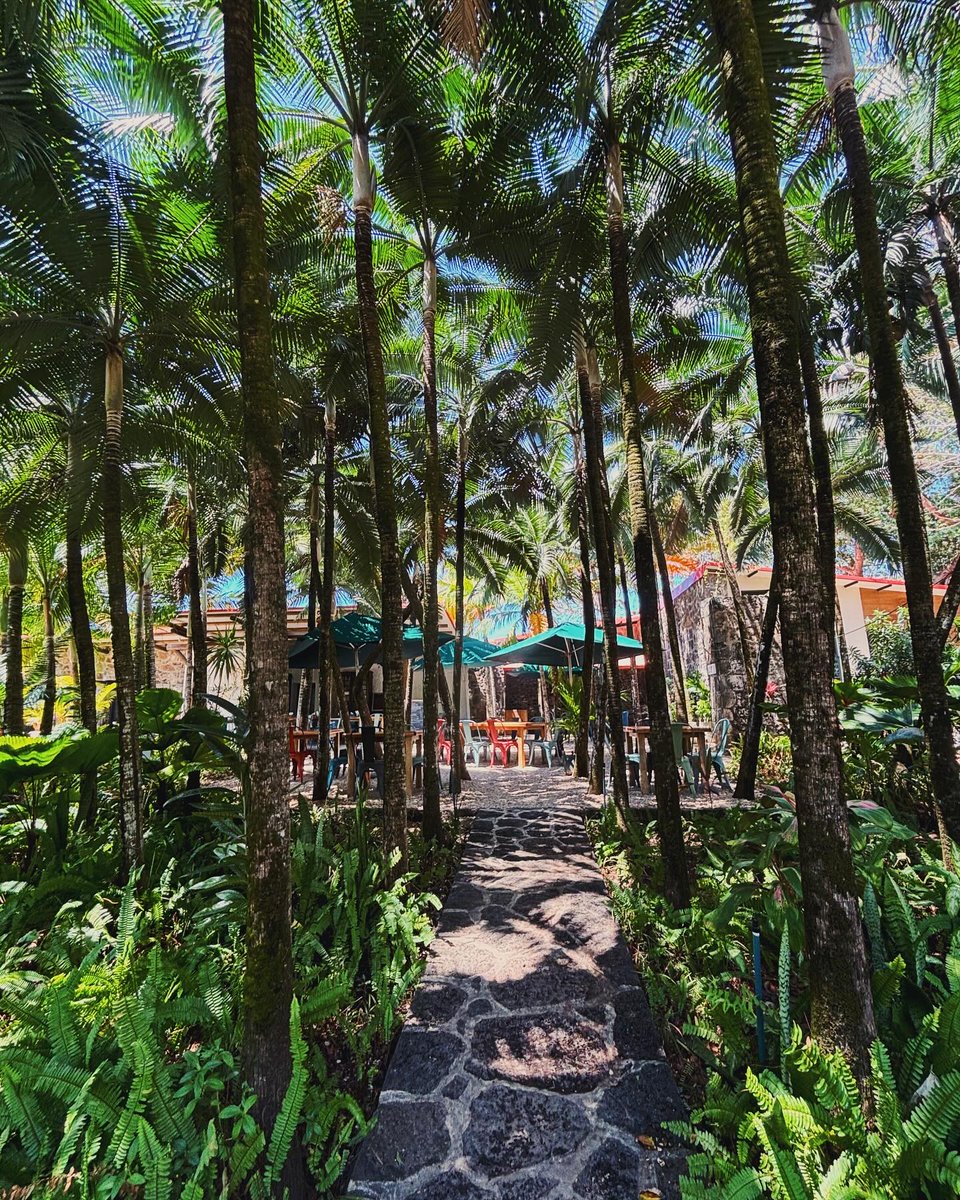 Déjeuner à La Mandrinette, un endroit idéalement caché au cœur de la Pépinière de Mika dans le nord de l’île 🌿

Un moment simple, gourmand et ensoleillé parfait pour bien commencer le week-end ! 🌞

📍La Mandrinette
📸 @val.onthego

#ilemaurice #BonnesAdresses #Restaurant