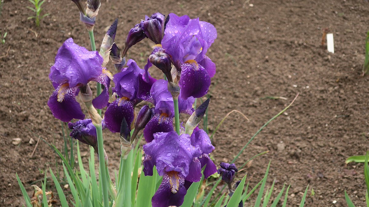 Im Botanischen Garten bei der #Nawi der Uni Salzburg gibt es viele interessante Pflanzen und derzeit auch viele Blüten.
#Salzburg #Freisaal #UniSalzburg
Mehr Fotos: claudia.co.at/sbg/anfang-mai…