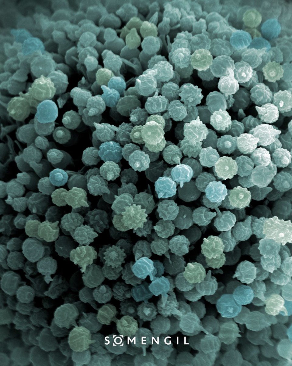 Foodborne illnesses can hit harder than you think. Discover how the MultiWasher helps you with washing that leaves nothing to chance.

EN ow.ly/aC3U50VQ5p6
PT ow.ly/xW6x50VQ5p3
ES ow.ly/Gfw950VQ5p7
FR ow.ly/TMp450VQ5p5
DE ow.ly/RcWn50VQ5p4