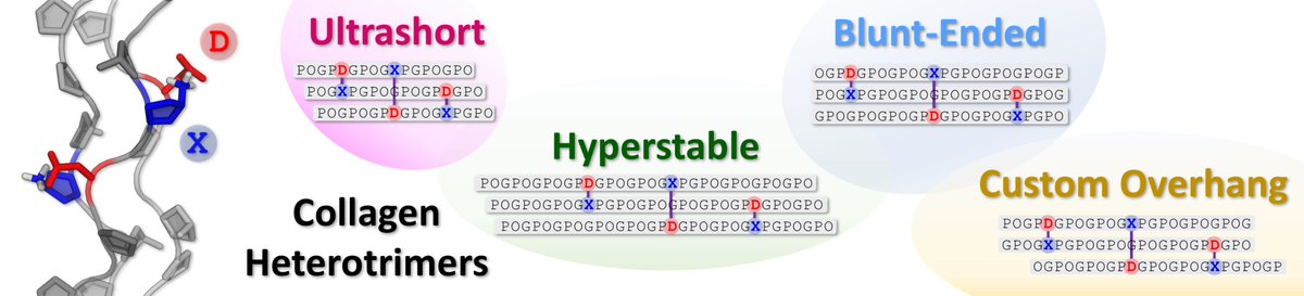 TomFiaLAB's tweet image. Selectively assembling collagen heterotrimers is a challenge. But not for us! Aminopropline-aspartate salt bridges drive the assembly of hyperstable, minimal-length, and special blunt-ended collagen heterotrimers. Now out in @angew_chem! With @LabZenobi.
onlinelibrary.wiley.com/doi/10.1002/an…