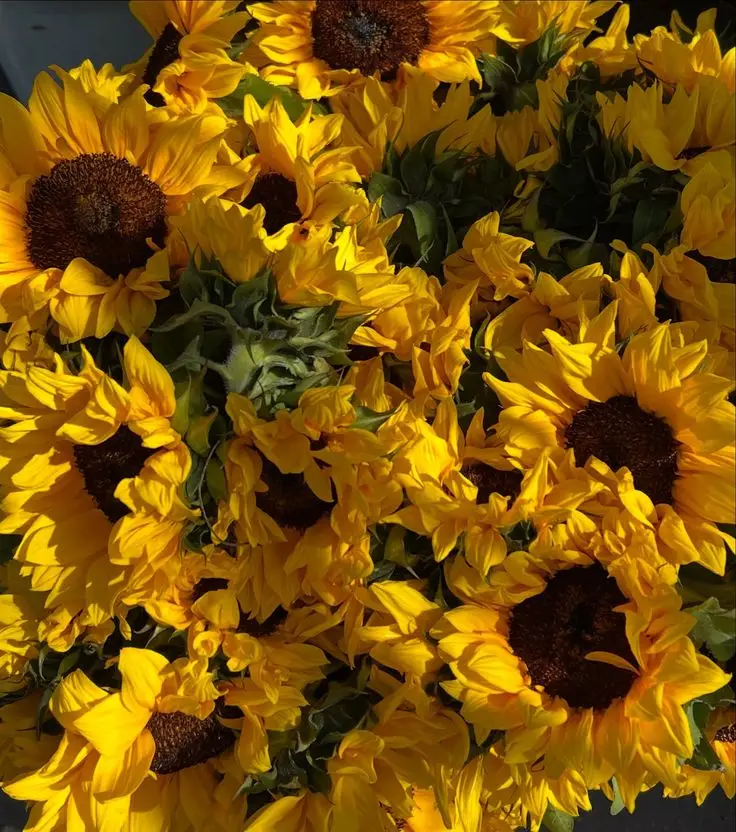 sunflowerchives's tweet image. 