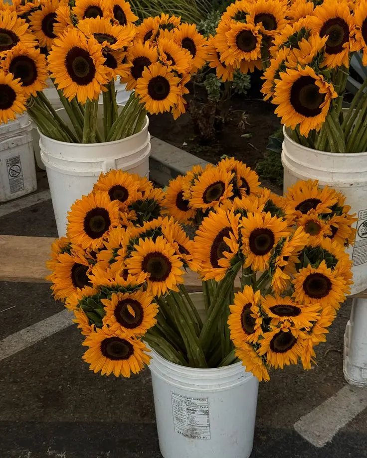 sunflowerchives's tweet image. 