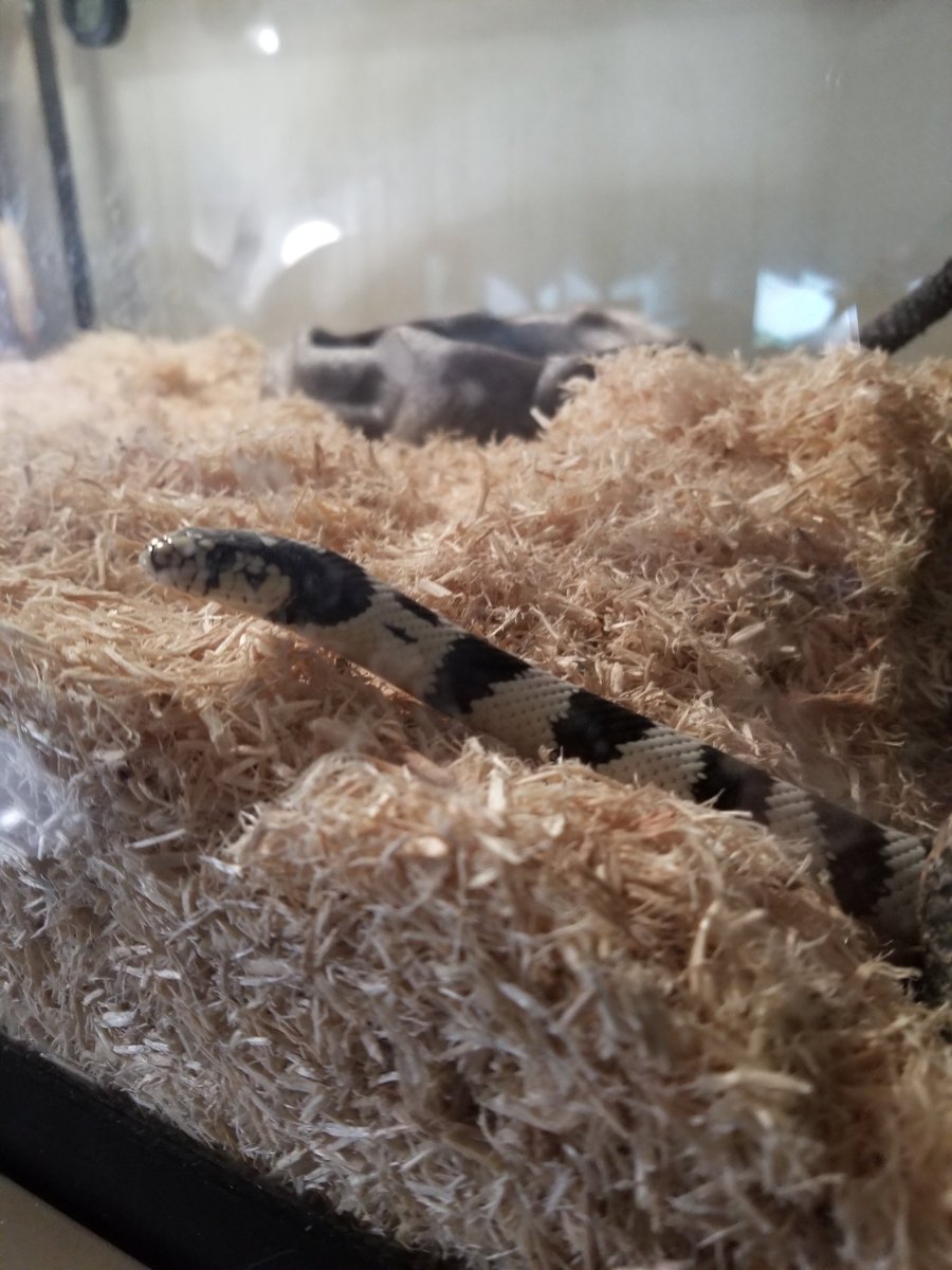 Koiengi's tweet photo. Streaming with friends tonight at 8 pm MST for Spoopy Friday with some Phasmophobia! We'll have Phasmo redeems on and you can even summon Beetlejuice!

https://t.co/tFRRNjSLck 

#pets #petsoftwitter #snakes #streamer #twitch #streaming #gamer #gamergirl #gaming #horror #ghosts https://t.co/eoYNVlKTah